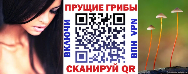 нарко площадка состав Камбарка Псилоцибиновые грибы мицелий